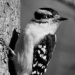 Downy Woodpecker. Photo: Corey Finger/10,000 Birds.