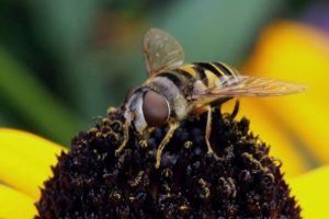 EdMertz 03 2018Sep17 Pruyn Gardens insect Syrphid HoverFly yellow brown
