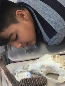 Young scientist exploring nature objects during a SMRA classroom program. Photo: SMRA/Anne Swaim