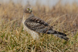 NorthernHarrier-CrotonPoint-JeffSeneca