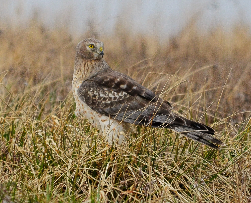 Northern Harrier on the grassland landfill at Croton Point Park. Photo: Jeff Seneca