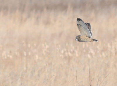 Short-eared Owl. Photo: Kyle Bardwell