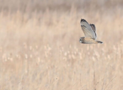 image5-bardwell Short-eared Owl. Photo: Kyle Bardwell