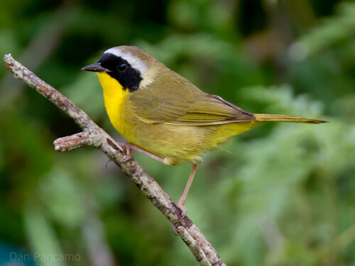 Common Yellowthroat Common Yellowthroat