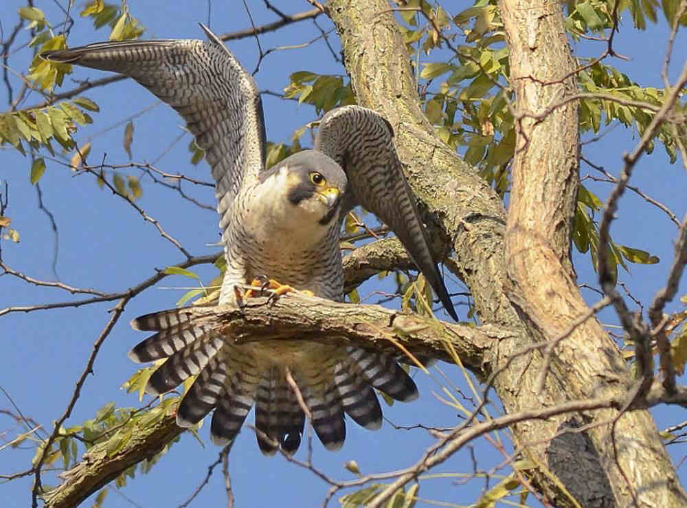 Peregrine Falcon at Croton Point Park. Photo: Jeffrey Seneca