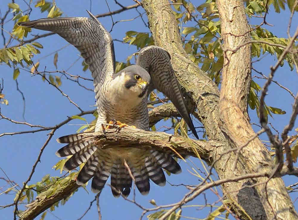 Peregrine_Falcon-mirror Peregrine Falcon at Croton Point Park. Photo: Jeffrey Seneca