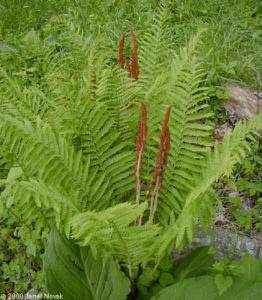 Cinnamon Fern. From http://www.ct-botanical-society.org/Plants/view/1981