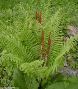 cinnamon-fern-CT-botanical-society Cinnamon Fern. From http://www.ct-botanical-society.org/Plants/view/1981