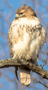 Red-tailed hawks are frequently seen at Haas Sanctuary. They are the most common hawks in Westchester County. Look for the blaze of white on their chest as they sit quietly in nearby trees waiting for a passing squirrel. Photo: SMRA