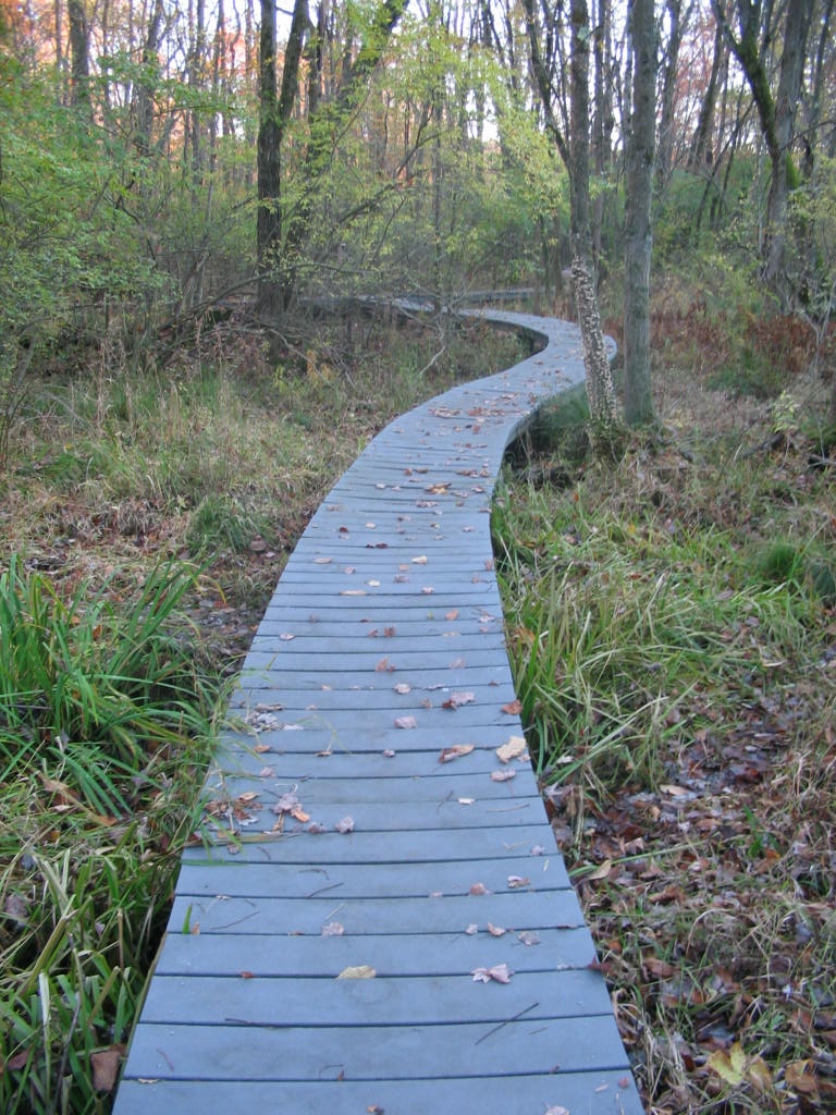 PruynSanctuary-Boardwalk Pruyn boardwalk through Gedney Swamp. Photo: SMRA/Anne Swaim