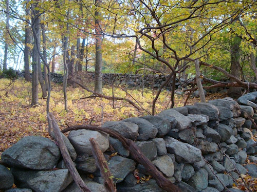Stone walls from the 19th century and older are found throughout Choate Sanctuary's rolling landscape. Photo: SMRA/Anne Swaim