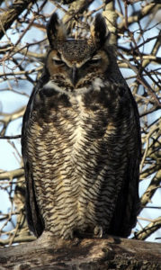 graff-great-horned-owl Great Horned Owl