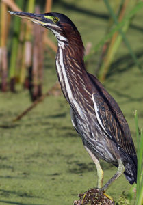 Green Heron Green Heron