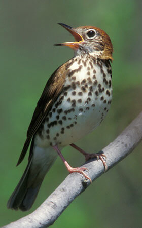 Wood thrush. Photo: SMRA