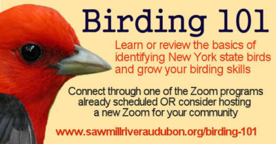 Birding101-Zoom-o