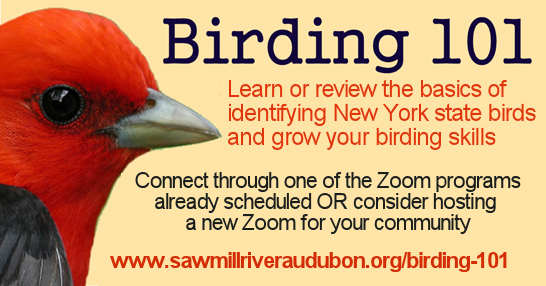 Birding101-Zoom-o