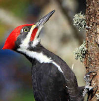 pileated-woodpecker-mirror-291x300 Pileated Woodpecker. Photo: Suzanne O'Rourke