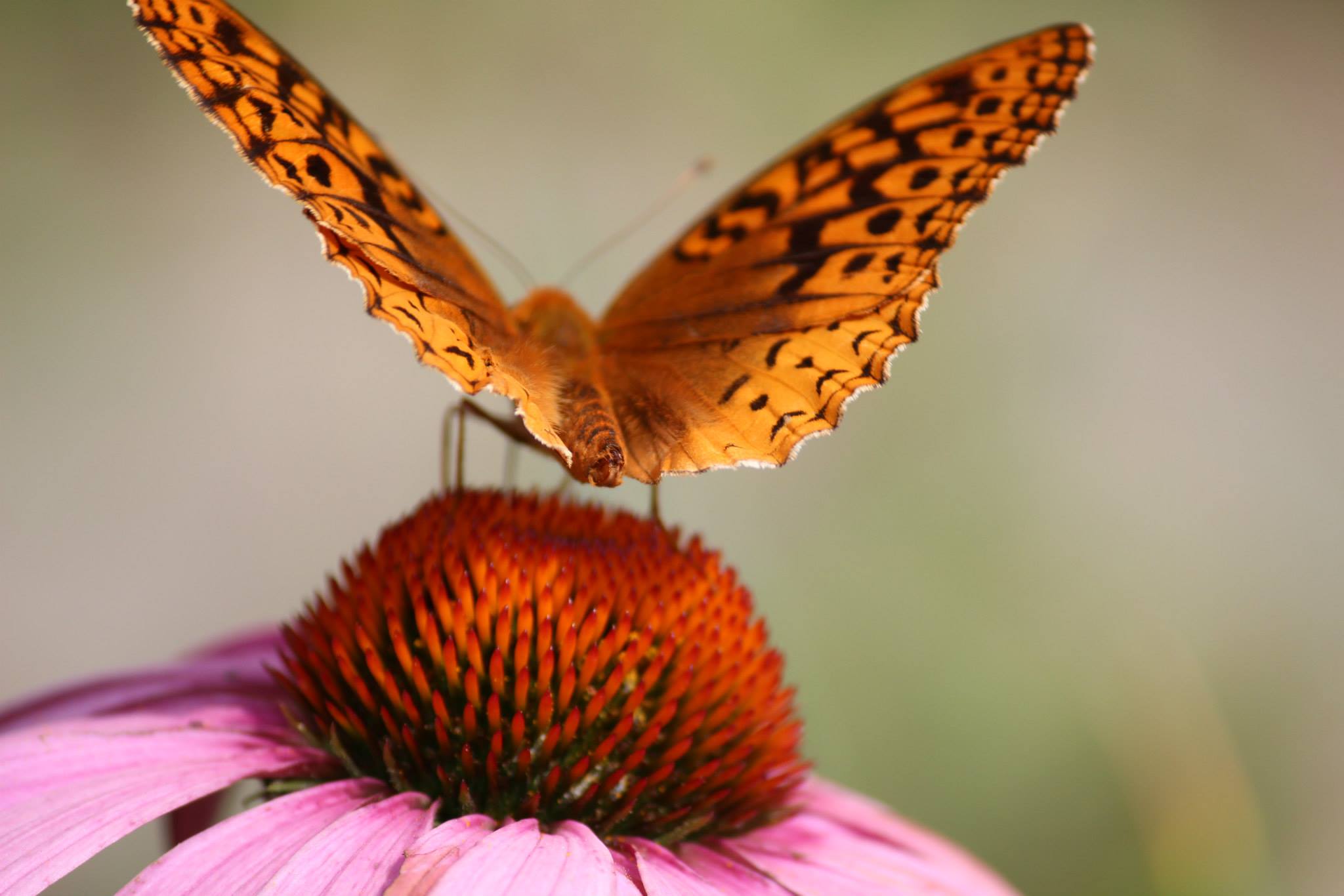 pruyn-Frit-Coneflower Native plants like this purple coneflower are necessary for the survival of native butterflies, like this great spangled fritillary. Plant native plants and help ensure the survival of native butterflies.