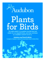 In 2018, the Plants for Birds demonstration meadow garden was established with a grant from National Audubon's Susan and Coleman Burke Center for Native Plants.