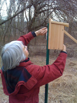 volunteer-picture-1 Audubon volunteers make a difference for birds, other wildlife and habitats. Photo: SMRAS/Anne Swaim.