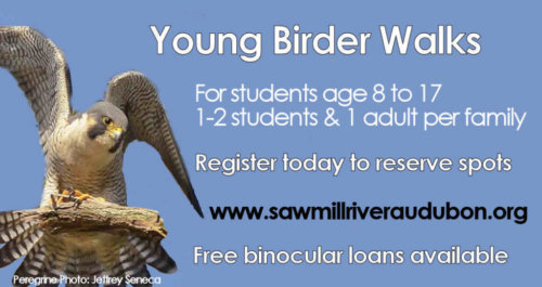 FB-Young-Birder-Walks