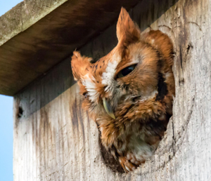 Eagle Scout Candidate Jonathan Wiedenheft will be building five nesting boxes for Eastern Screech-Owls to be installed, Spring 2021, in Saw Mill River Audubon sanctuaries in northern Westchester County, New York. These boxes will be placed on poles with baffle guards in Brinton Brook, Pruyn and Pinecliff Sanctuaries. We invite your sponsorship of one of these boxes at $100 /box. Your donation will: • underwrite the costs of all materials, • contribute to annual box maintenance, and • add a sign on the pole acknowledging the sponsor(s).