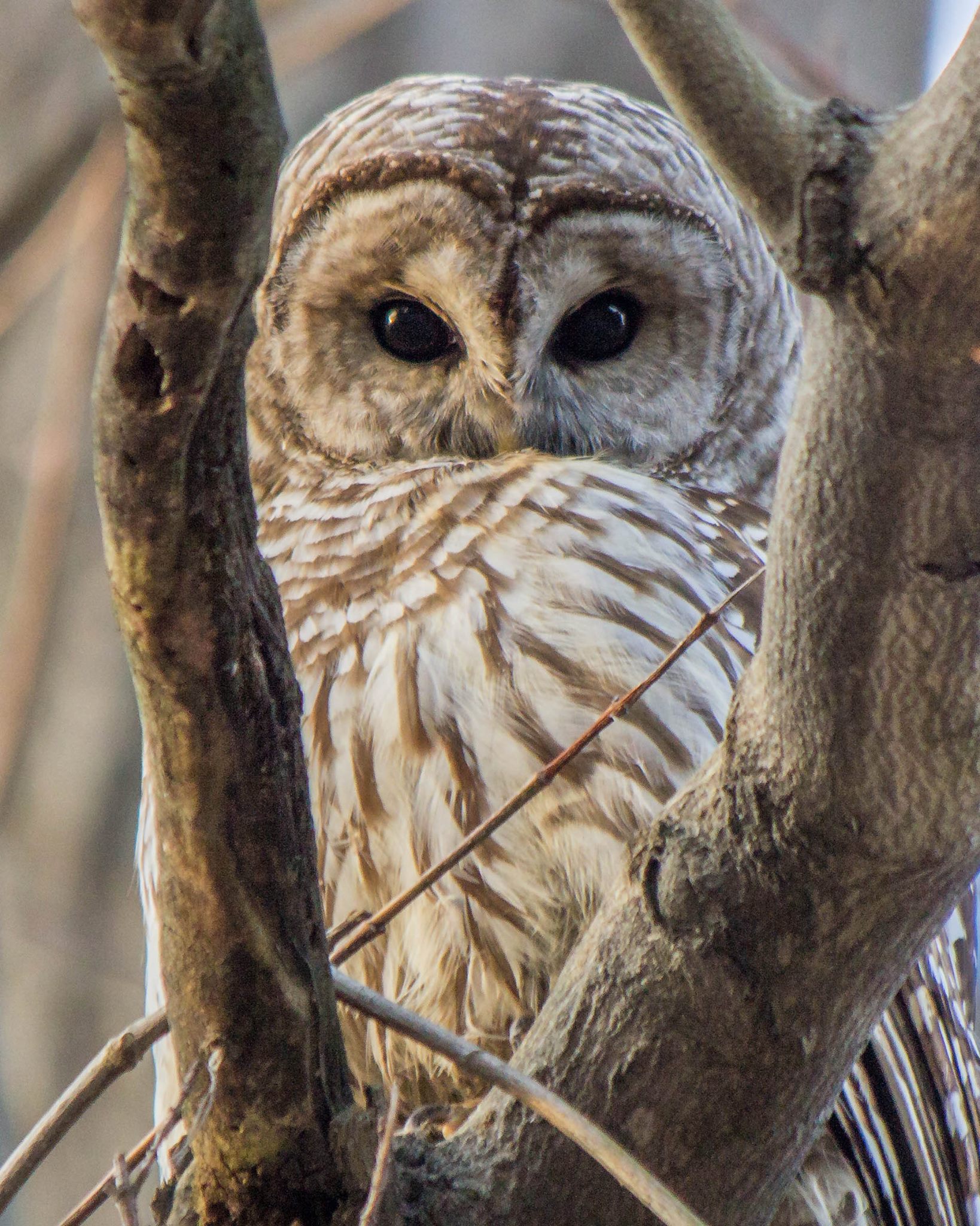 Bird Photography Workshop with Bill Golden