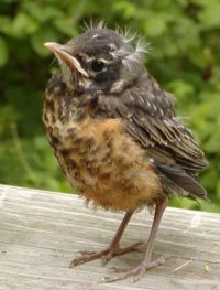 BabyRobin Fledgling American Robin Photo: US Fish & Wildlife Service