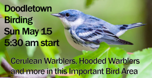 DoodletownBirding-May-15-2022 DoodletownBirding-May-15-2022
