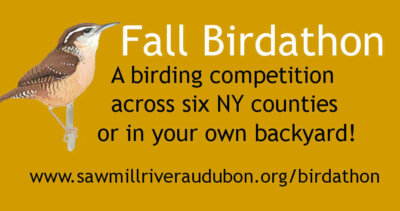 Click above to return to main Birdathon page.Click any graphic below to enlarge.