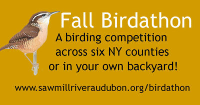 Birdathon-Banner-Undated Birdathon-Banner-Undated