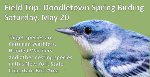 DoodletownBirding-May 20 2023