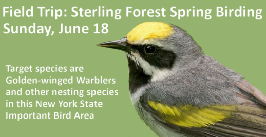 SterlingForestBirding-June18 2023 SterlingForestBirding-June18 2023