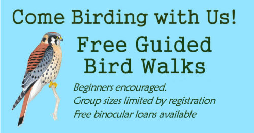 FB-ad-Bird-Walks-No-Season-No-COVID