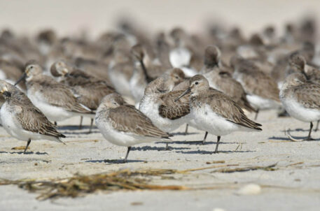 Dunlin-David-Chernek Dunlin. Photo: David Chernek. Macaulay Library #218891021