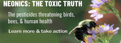 Neonics-Web-Banner