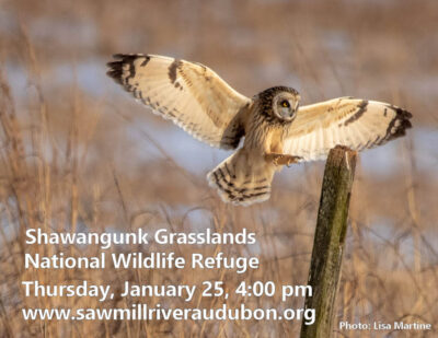SEOW-Shawangunk-Grasslands-Jan25