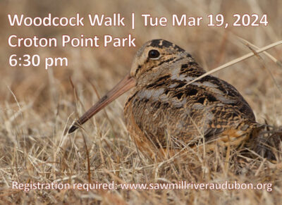 woodcock-walk-2024