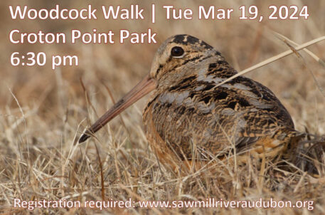 woodcock-walk-2024 American Woodcock. Photo: Chris Wood Macaulay Library