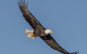 Bald Eagle