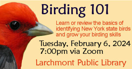 Birding101-Feb-6-2024-Larchmont