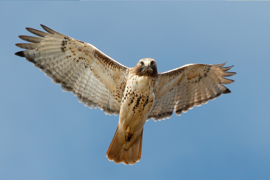Red-tailed Hawk
