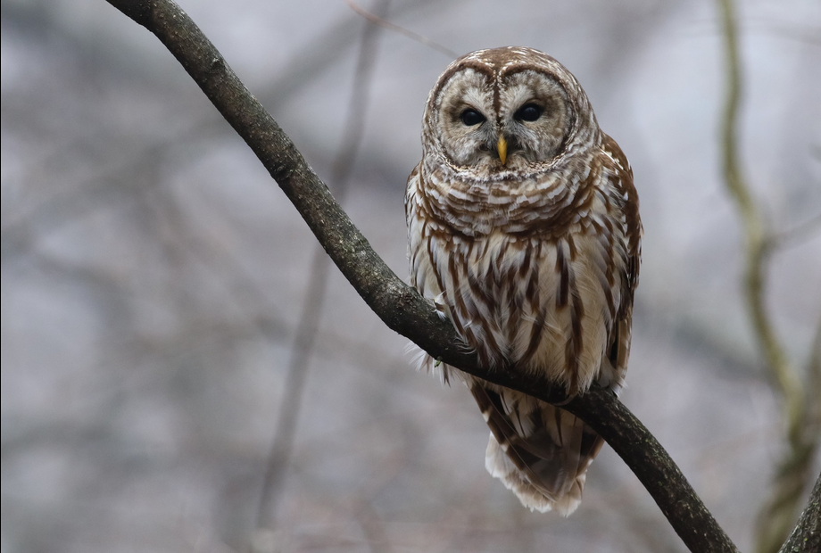 Barred Owl