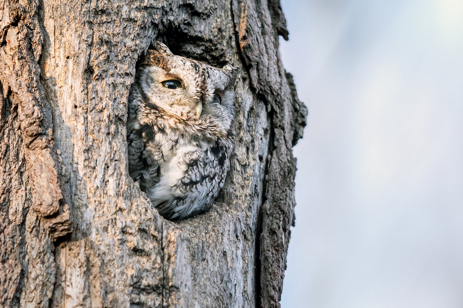 Eastern Screech-Owl
