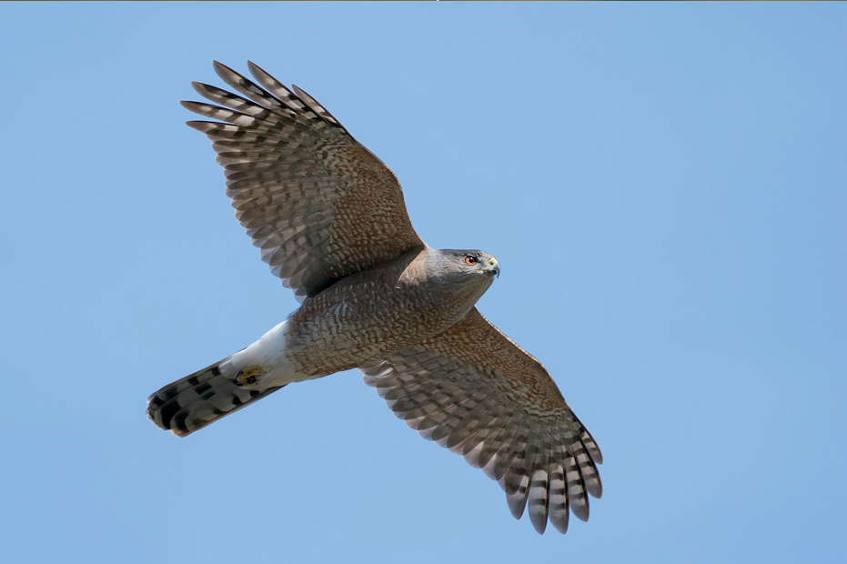 Cooper's Hawk