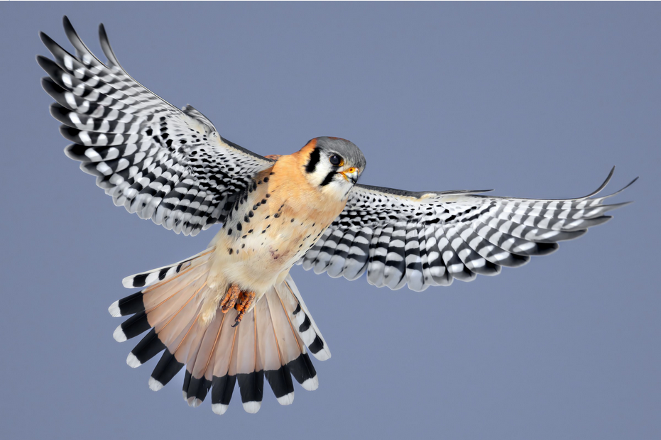 American Kestrel
