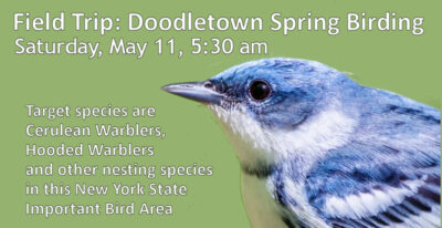 DoodletownBirding-May 11-2024