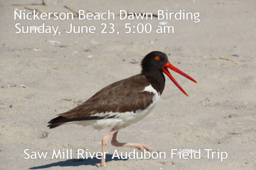 Nickerson-Beach-Birding-June26-2024