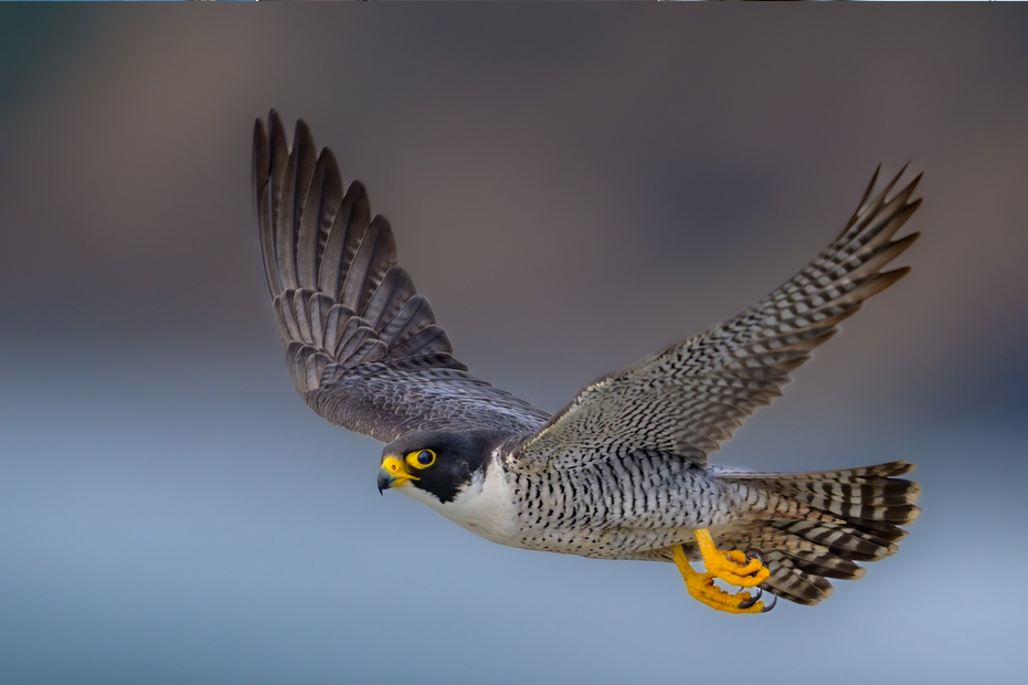 Peregrine Falcon