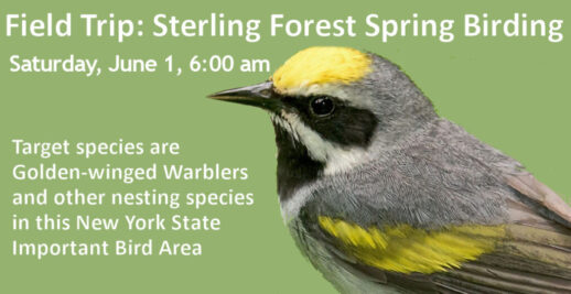 SterlingForestBirding-June1 2024
